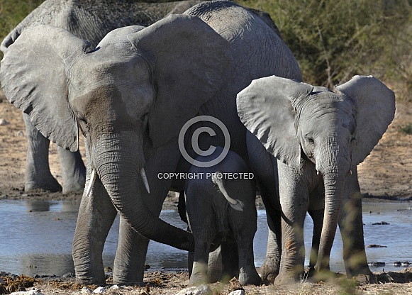 Mother and two baby elephants - Namibia