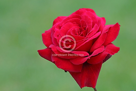 Red Rose (rosa)