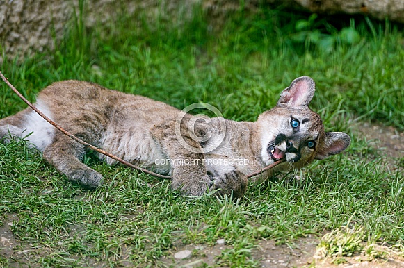 Young Cougar playing