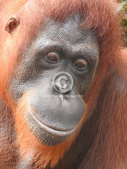 Female Orangutan Portrait