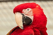 Scarlet Macaw Close Up Face Shot