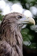 White tailed Eagle