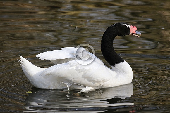black-necked swan with young