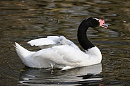 black-necked swan with young