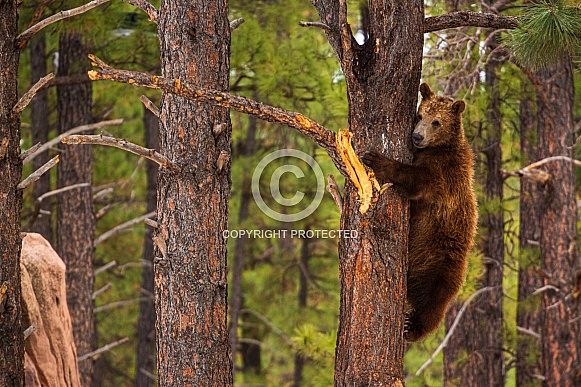 Brown Bear Cub Playing
