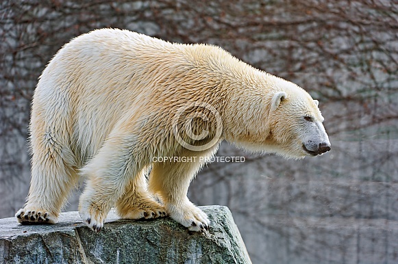 Polard Bear