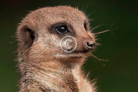 Meerkat Face Shot Close Up