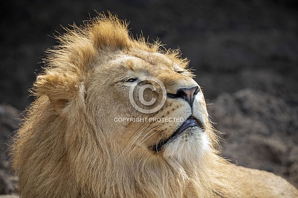 Lion (panthera leo)