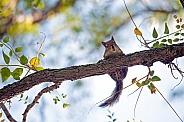 Wild squirrel