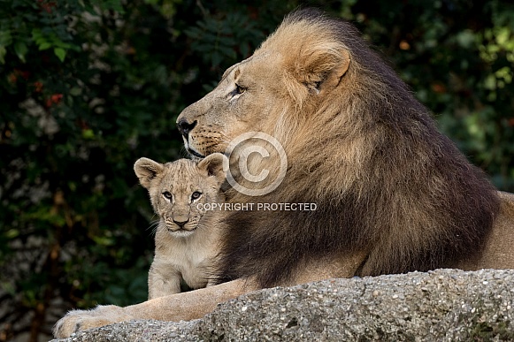 African Lion and Cub