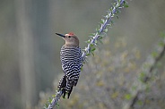 Woodpecker - Gila Woodpecker on Ocotillo