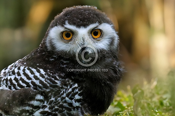 Owl-Snowy Owl