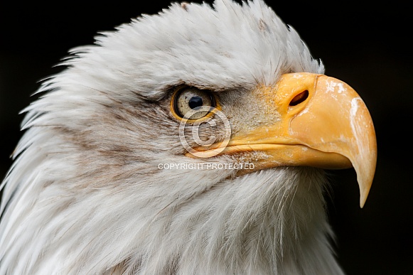 Bald Eagle Face Shot Close Up