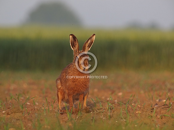 European Brown Hares