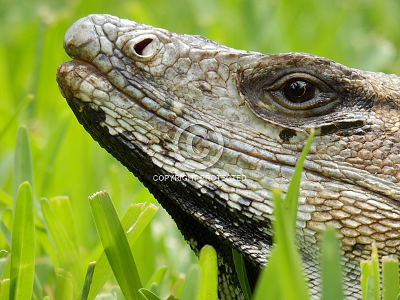 Mexican Spinytail Iguana