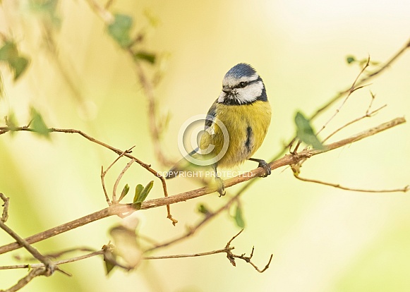 Blue Tit in Leaves