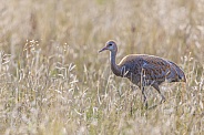 Juvenile Sandhill Crane in a Barley Field