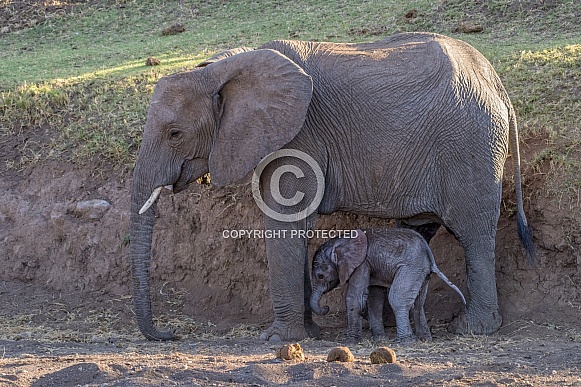 Elephant Mother and Newborn Calf