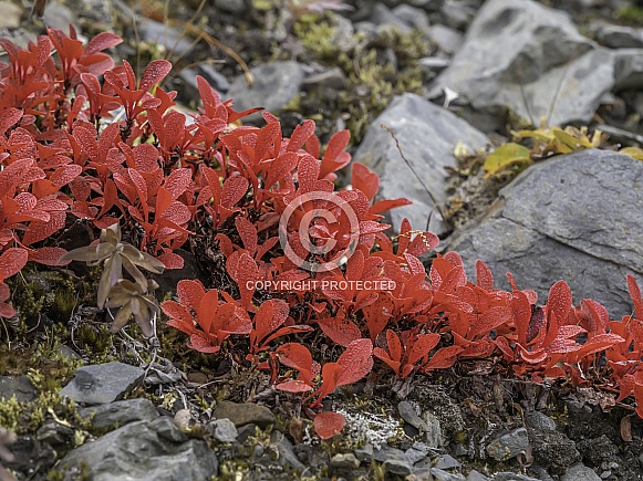 Autumn Red Tundra Leaves in Alaska