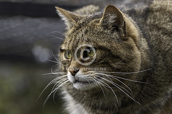 Scottish Wild Cat Close Up