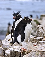 Rockhopper Penguins (Eudyptes Chrysocome)
