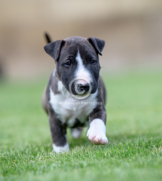 Miniature bull terrier puppy running in the grass