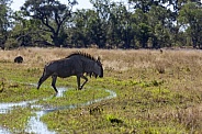 Wildebeest - Botswana - Africa