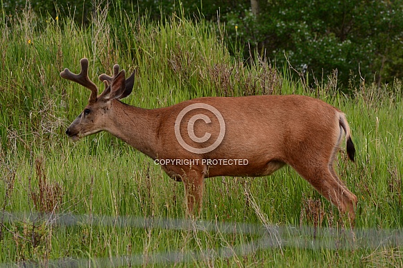 Mule Deer Buck with Antlers