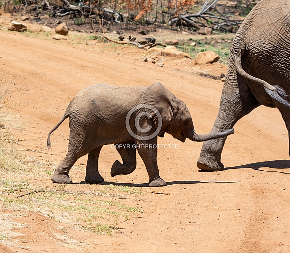 African Elephant Calf