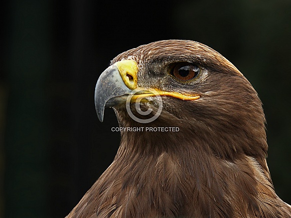 Close up of a golden eagle
