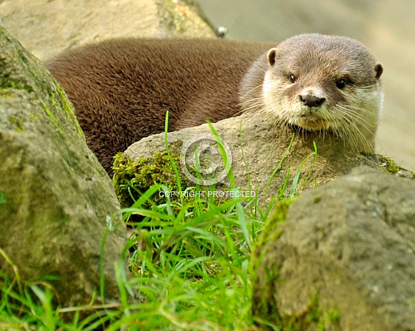 asian short clawed otter