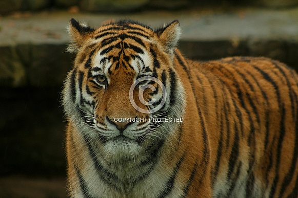 Amur Tiger Facing Camera Standing Up