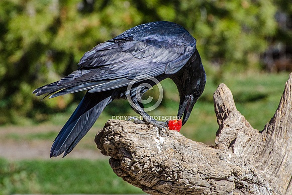 Raven Eating Strawberry.