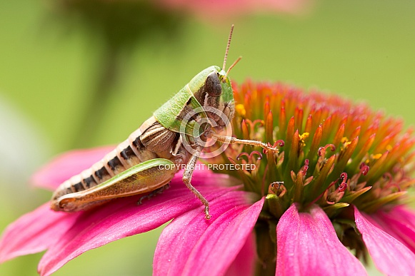 Grasshopper on echinacea.