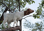 Domestic goat, Capra aegagrus hircus,