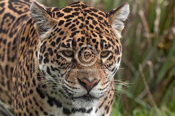 Jaguar Face Shot