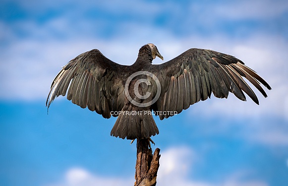Black Vulture with Wings Spread