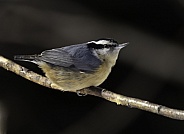 Red-breasted Nuthatch in Alaska Portrait