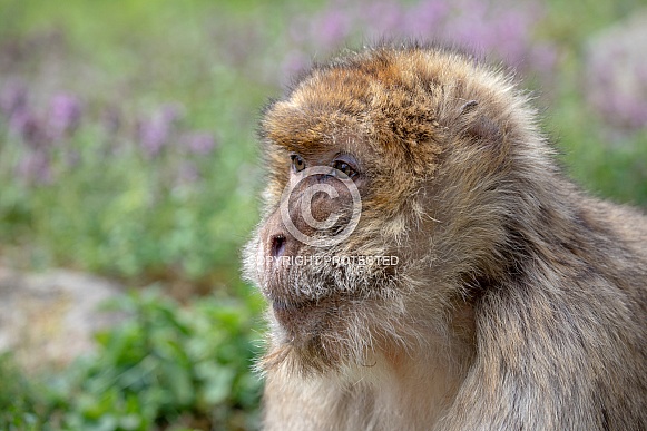 Barbary macaque (Macaca Sylvanus)
