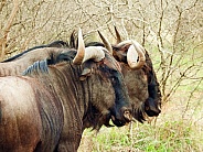 Pair of Wildebeest