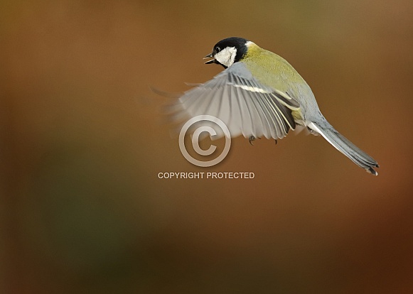 Great Tit in Flgt
