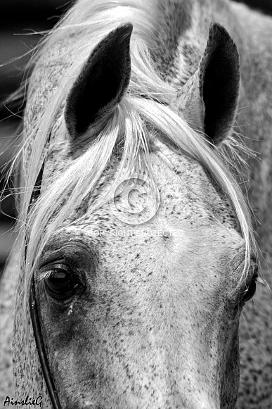Arabian Stallion Eyes