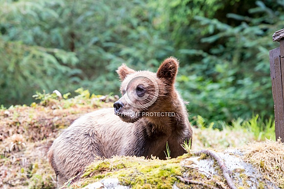 Close up of a young bear cub