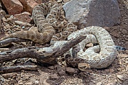 Santa Catalina Rattlesnakes