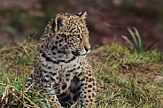 Jaguar Cub Close Up