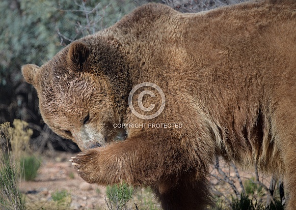 Grizzly bear smelling his paw