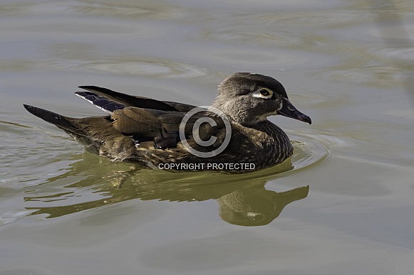 Female Wood Duck Swimming