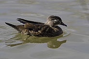 Female Wood Duck Swimming