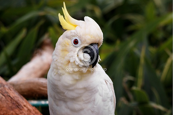 Lesser Sulphur Crested Cockatoo, close up
