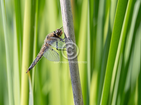 Four Spot Skimmer Dragonfly in Alaska